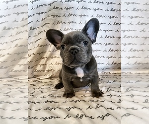 French Bulldog Puppy for Sale in MADISONVILLE, Kentucky USA