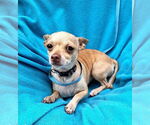 Small #3 Chihuahua Mix
