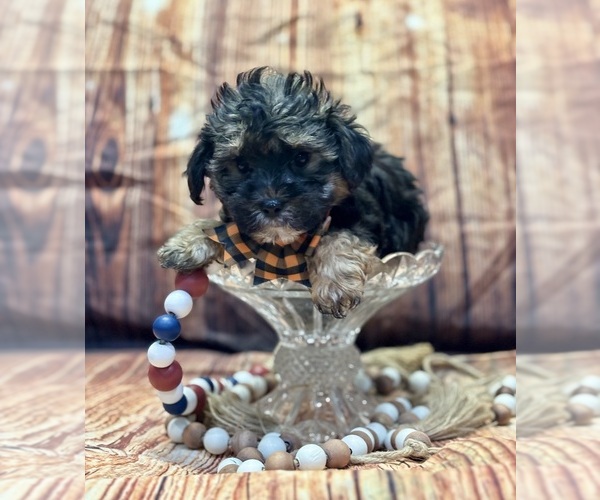 Medium Photo #2 Yo-Chon Puppy For Sale in RIPLEY, MS, USA