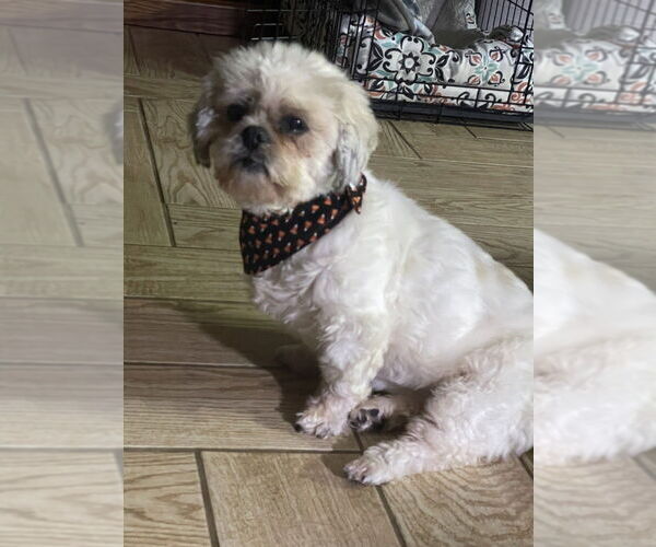 Medium Photo #4 Shih Tzu Puppy For Sale in Springdale, PA, USA