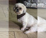 Small #3 Shih Tzu