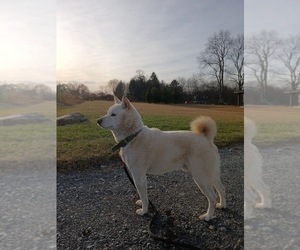 Father of the Shiba Inu puppies born on 10/06/2025