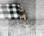 Small #2 Pug