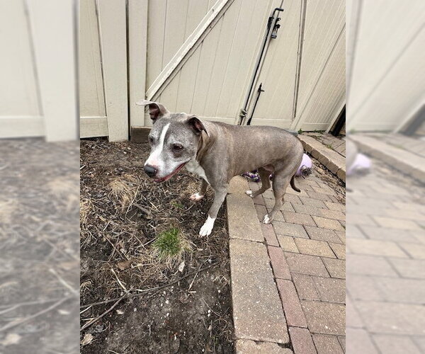 Medium Photo #3 Mutt Puppy For Sale in Crete, IL, USA