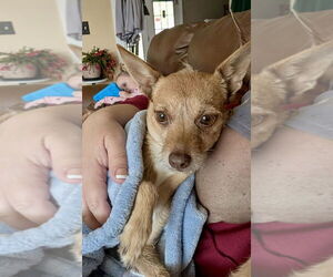 Chihuahua-Unknown Mix Dogs for adoption in Mooresville, NC, USA