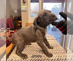 Puppy Jimmy Cane Corso