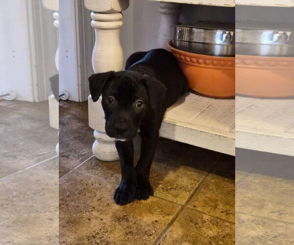 Medium Photo #3 American Pit Bull Terrier-Unknown Mix Puppy For Sale in Holly Springs, NC, USA