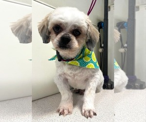 Shih Tzu Dogs for adoption in Sioux Falls, SD, USA