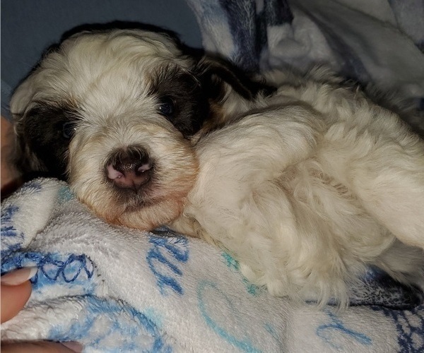Medium Photo #22 Bernedoodle (Miniature) Puppy For Sale in LEETONIA, OH, USA