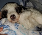 Small #21 Bernedoodle (Miniature)
