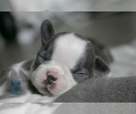 Small Photo #15 French Bulldog Puppy For Sale in SPOKANE, WA, USA