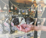 Puppy Reba English Springer Spaniel