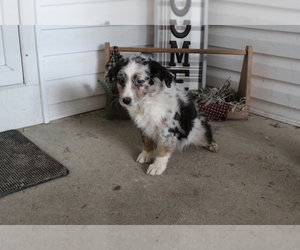 Australian Shepherd Puppy for Sale in SEARS, Michigan USA
