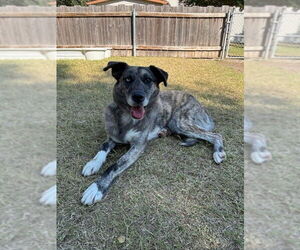 - Mix Dogs for adoption in Great Bend, KS, USA