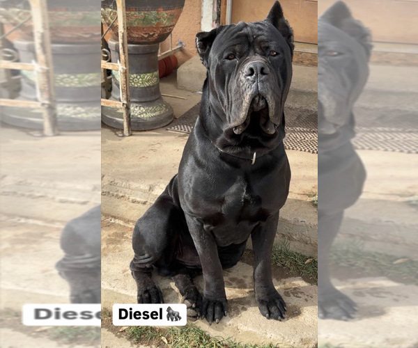 Medium Photo #1 Cane Corso Puppy For Sale in BAKERSFIELD, CA, USA