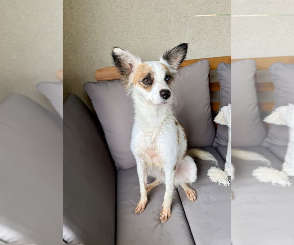 Medium Photo #3 Mutt Puppy For Sale in San Diego, CA, USA