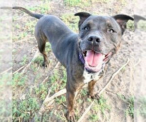 American Pit Bull Terrier-Unknown Mix Dogs for adoption in Aurora, CO, USA