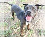 Small American Pit Bull Terrier Mix