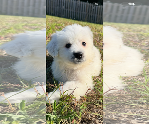 Anatolian Pyrenees Dogs for adoption in Holly Springs, NC, USA