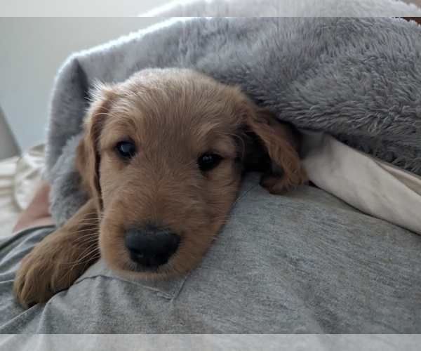 Medium Photo #1 Goldendoodle Puppy For Sale in TALLAHASSEE, FL, USA