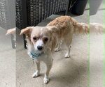 Small #9 Chihuahua Mix
