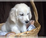 Small #3 English Cream Golden Retriever