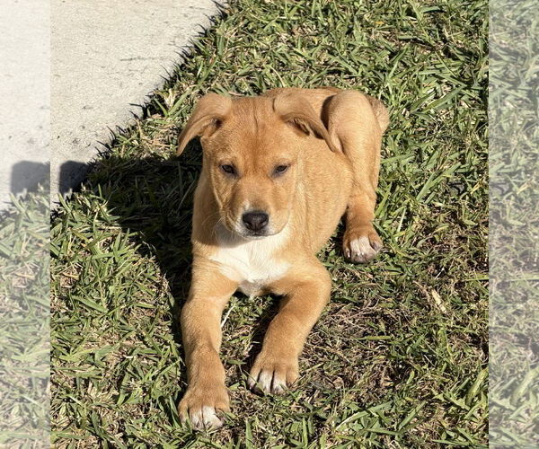 Medium Photo #1 Labrador Retriever-Unknown Mix Puppy For Sale in Royal Palm Beach, FL, USA