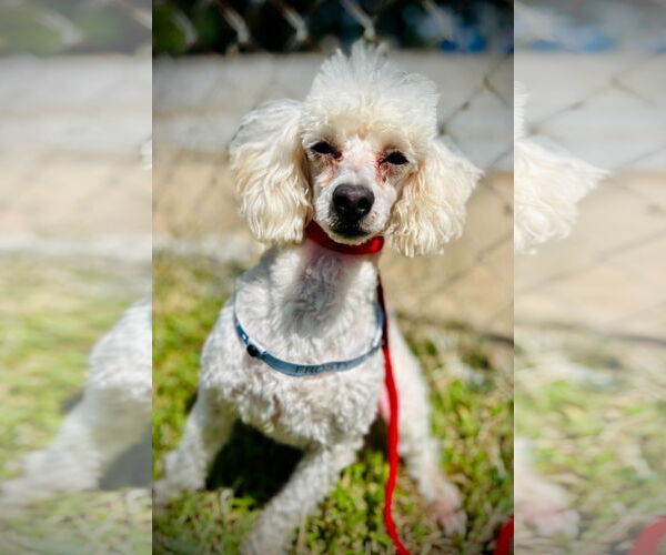 Medium Photo #3 Poodle (Toy) Puppy For Sale in Pacolet, SC, USA