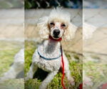 Small #2 Poodle (Toy)