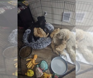 Goldendoodle mix (+ Poodle Standard) Puppy for sale in LA PINE, OR, USA
