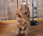 Small Photo #2 Poodle (Toy) Puppy For Sale in HONEY BROOK, PA, USA
