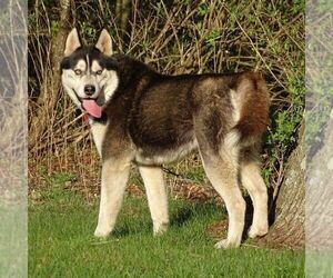 Father of the Siberian Husky puppies born on 04/02/2021