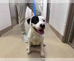 American Pit Bull Terrier Dogs for adoption in Decatur, IL, USA