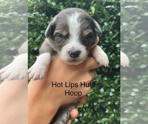 Australian Shepherd Puppy for sale in MOCKSVILLE, NC, USA