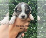 Small Australian Shepherd