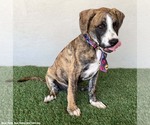 Small #1 Boxer-Plott Hound Mix