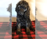 Small Photo #4 Poodle (Standard) Puppy For Sale in SAINT CHARLES, IL, USA