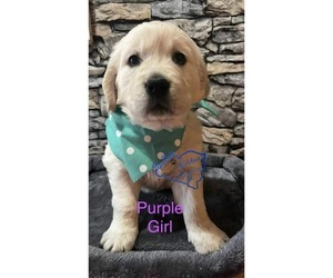 English Cream Golden Retriever Puppy for sale in BOILING SPGS, SC, USA