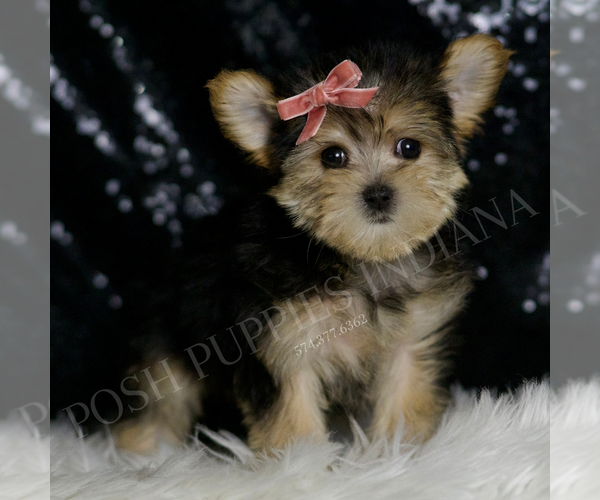 Medium Photo #4 Morkie Puppy For Sale in WARSAW, IN, USA