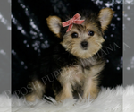 Small #2 Morkie