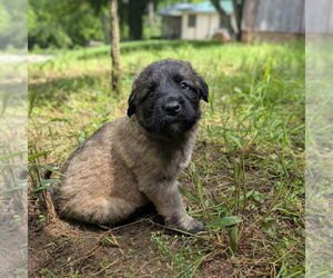 Mastiff-Unknown Mix Dogs for adoption in Vail, AZ, USA