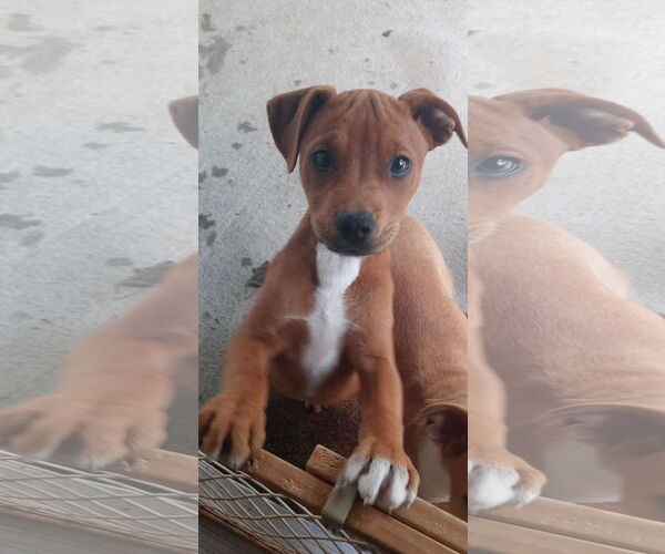 Medium Photo #2 Mutt Puppy For Sale in Harrison, AR, USA