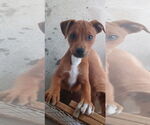 Small #1 Mutt