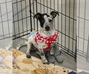 Rat Terrier-Unknown Mix Dogs for adoption in Sanford, FL, USA