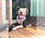 Small #2 American Pit Bull Terrier Mix