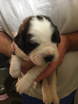 Medium Photo #1 Saint Bernard Puppy For Sale in GOSHEN, IN, USA