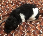 Small Photo #2 Poodle (Standard) Puppy For Sale in BELLA VISTA, AR, USA