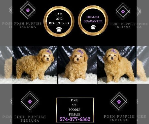 Medium Photo #6 Poodle (Toy) Puppy For Sale in WARSAW, IN, USA