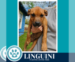 Small #5 Boxer Mix