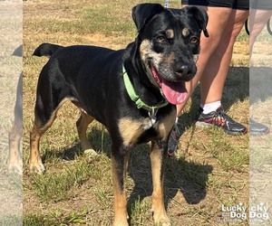 Labrador Retriever-Unknown Mix Dogs for adoption in Washington, DC, USA